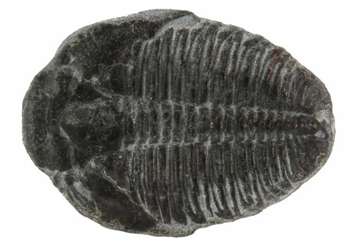 Elrathia Trilobite Fossil - Utah #97040
